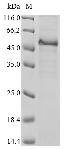 SDS-PAGE