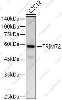 Вестерн-блоттинг, TRIM72, клетки C2C12