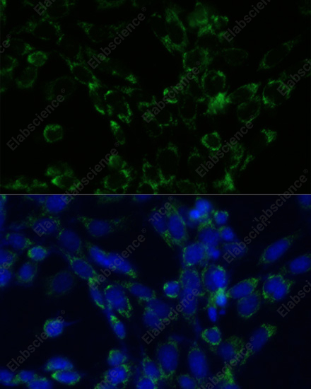 Иммунофлуоресценция, GLUD1, клетки NIH-3T3