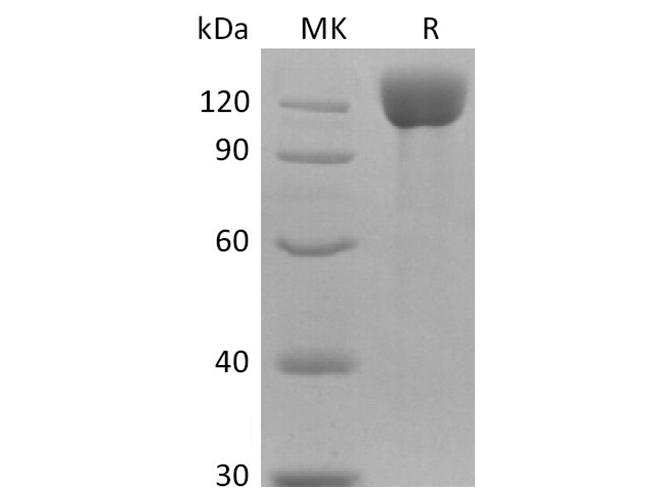 Валидация Elabscience PKSR030495(5797)