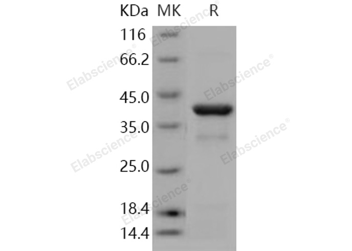 Валидация Elabscience PKSH030926(1752)