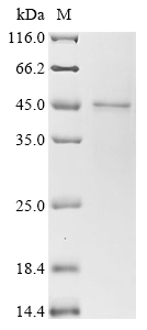 SDS-PAGE