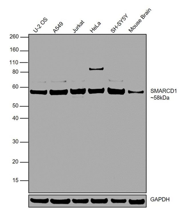 Валидация AssayVector ARM2466(4388)