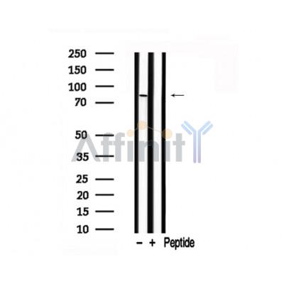 Валидация Affinity AF7732 - 4429