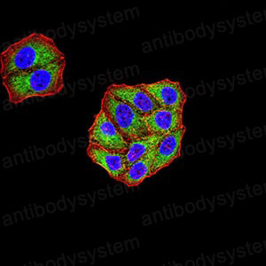 Валидация IF - AntibodySystem RHK37803