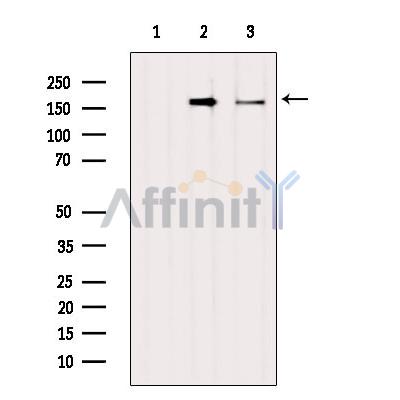 Валидация Affinity AF6045 - 3248