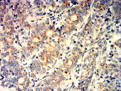 Валидация AntibodySystem RHG16103 (2877)