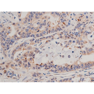 Валидация Affinity AF5002 - 2429