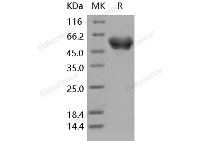 Валидация Elabscience PKSH031695(2339)