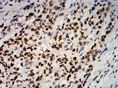 Валидация AntibodySystem RHC03209 (559)