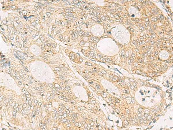 Валидация Elabscience E-AB-53100