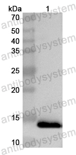 Валидация AntibodySystem PHB51201