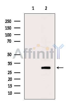 Валидация Affinity DF5093 - 17018