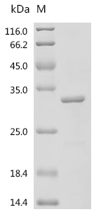 SDS-PAGE