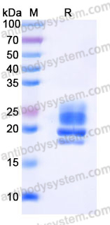 EHK42101, SDS-PAGE