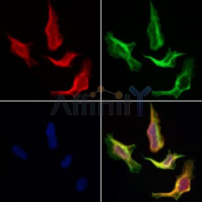 Валидация Affinity DF3648 - 14633