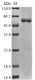 SDS-PAGE