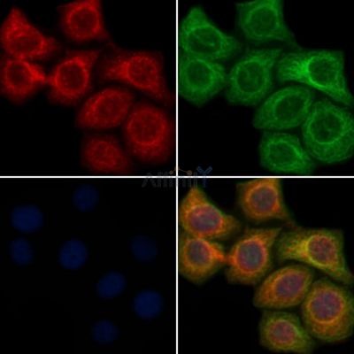 Валидация Affinity AF6668 - 3939