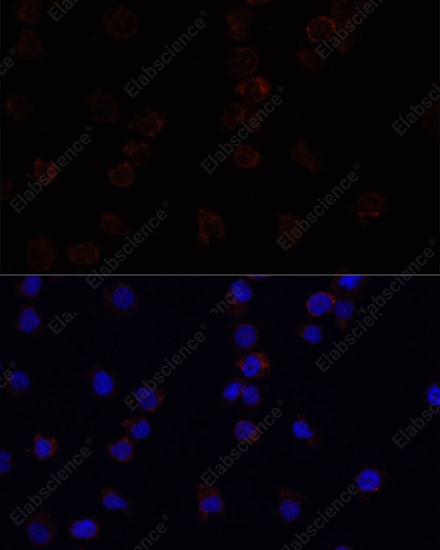 Иммунофлуоресценция, SIGLEC3/CD33, клетки THP-1