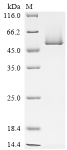 SDS-PAGE