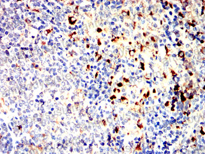 Валидация AntibodySystem RHB67102 (354)