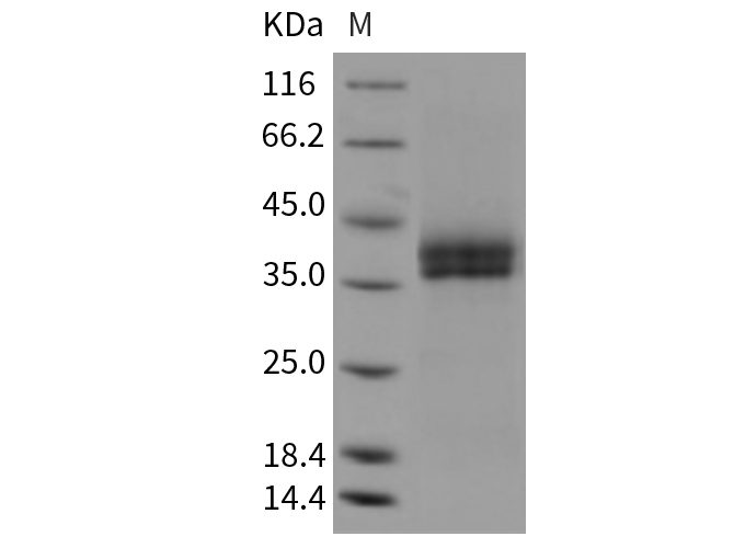 Валидация Elabscience PKSM040438(4436)