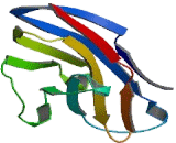 Sialic Acid Binding Ig Like Lectin 1 (SIGLEC1)
