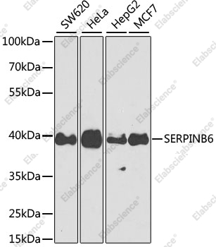 Вестерн-блоттинг, SERPINB6, различные клеточные линии