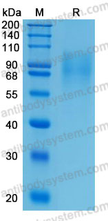 Валидация AntibodySystem AME26001