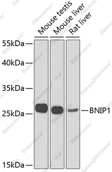 Вестерн-блоттинг, BNIP1, различные клеточные линии