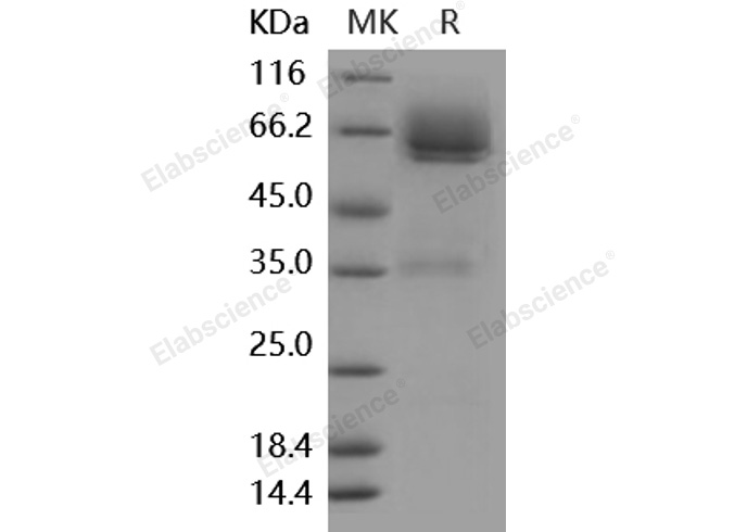 Валидация Elabscience PKSM040946(4885)