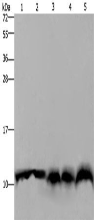 Валидация Elabscience E-AB-10015