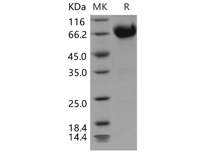 Валидация Elabscience PKSM040458(4455)