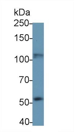 56690