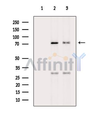 Валидация Affinity DF15947 - 12462