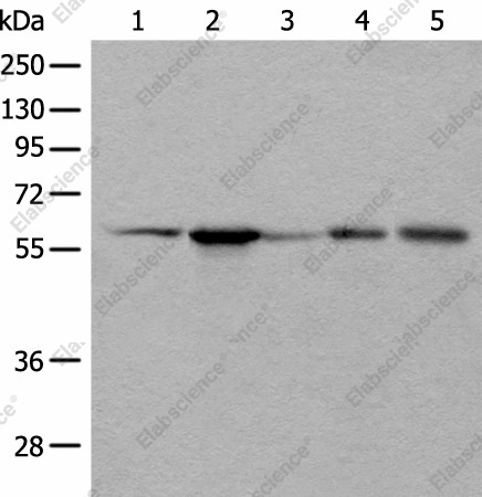 Вестерн-блоттинг, BAIAP2L1, клетки HEPG2, HeLa, A172, A549 и A431