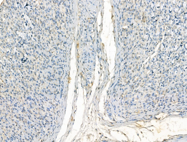 Валидация AssayVector ARM1266(697)