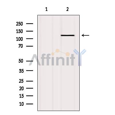 Валидация Affinity AF6443 - 3756
