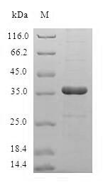 SDS-PAGE