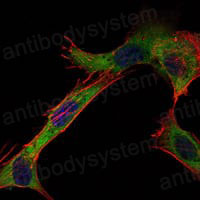 Валидация IF - AntibodySystem RHD33302