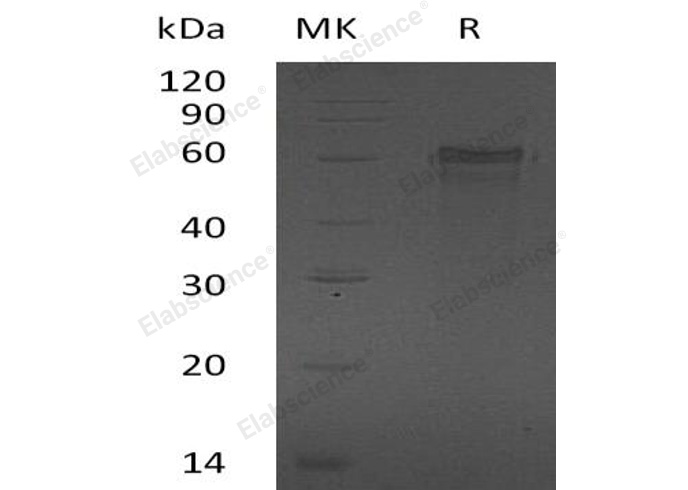 Валидация Elabscience PKSH033239(3581)