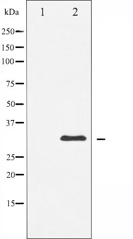 Валидация Affinity AF6488 - 3818