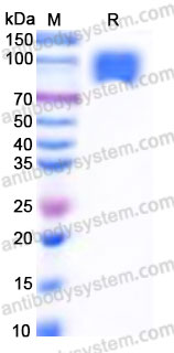 AHG62603, SDS-PAGE