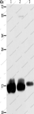 Вестерн-блоттинг, IFITM3, клетки HeLa, HepG2 и A375
