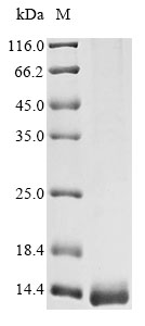 SDS-PAGE