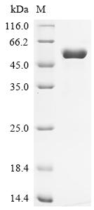SDS-PAGE