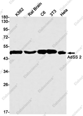 Вестерн-блоттинг, AdSS 2, клетки K562, мозг крысы, C6, 3T3, HeLa