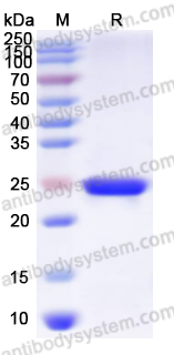 Валидация AntibodySystem YHA92301