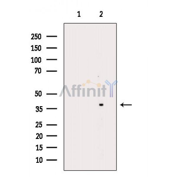 Валидация Affinity DF5205 - 17196