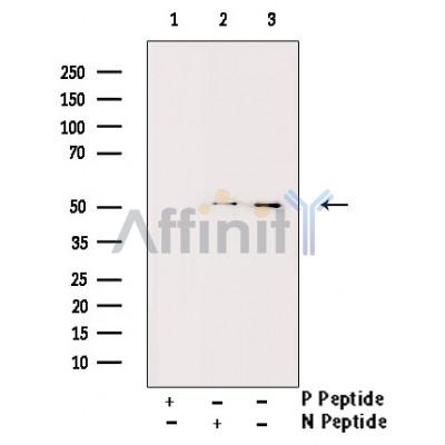 Валидация Affinity AF3467 - 1984
